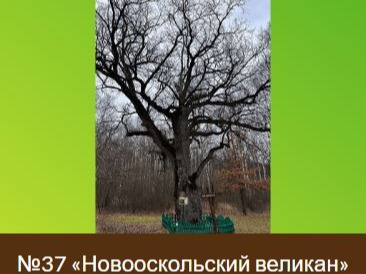Об участии в голосовании.