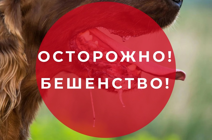 Увеличение случаев бешенства в Белгородской области: меры профилактики и вакцинация.