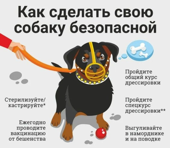 Памятка по ответственному обращению с животными!. Памятка по ответственному обращению с животными!.